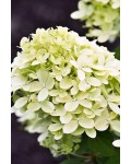 Гортензія волотиста ‘Лівінг Літл Пешн’ (біла)|Hydrangea paniculata ‘Living Little Passion’|Гортензия метельчатая ‘Ливинг Литл Пешн’ (белая)